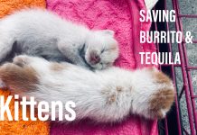 SAVING BURRITO AND TEQUILA #KITTENS AND HAPPY BIRTHDAY MARIA! SAVING BURRITO AND TEQUILA #KITTENS