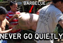 Philippines Village Christmas Party (Episode 2) – Pig Wrangling Ain’t Always Easy Philippines Village Christmas Party (Episode 2) - Pig Wrangling Ain't Always Easy
