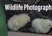 Honing My Wildlife Videography Skills 2022 0624 Honing My Wildlife Videography Skills