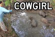Filipina Cowgirl Wrangles Carabao From The River Filipina Cowgirl Wrangles Carabao From The River