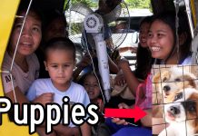 We Saw 2 Puppies For Sale On The Way To Fatima’s Village We Saw 2 Puppies For Sale On The Way To Fatima's Village