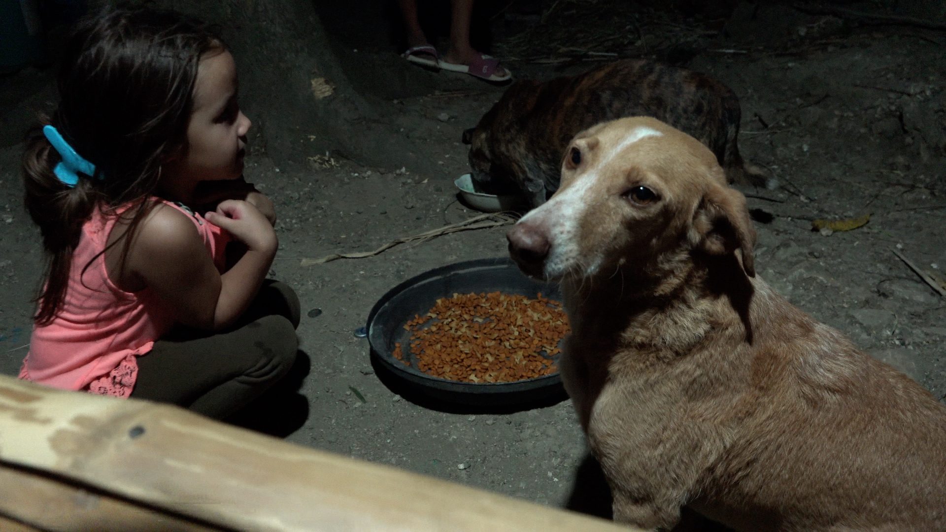 Philippines Lifestyle Village Dogs React to Real Dogfood for the First Time Maria