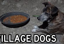 Philippines Village Dogs React to “Real” Dog Food for the First Time Philippines Village Dogs React to "Real" Dog Food for the First Time