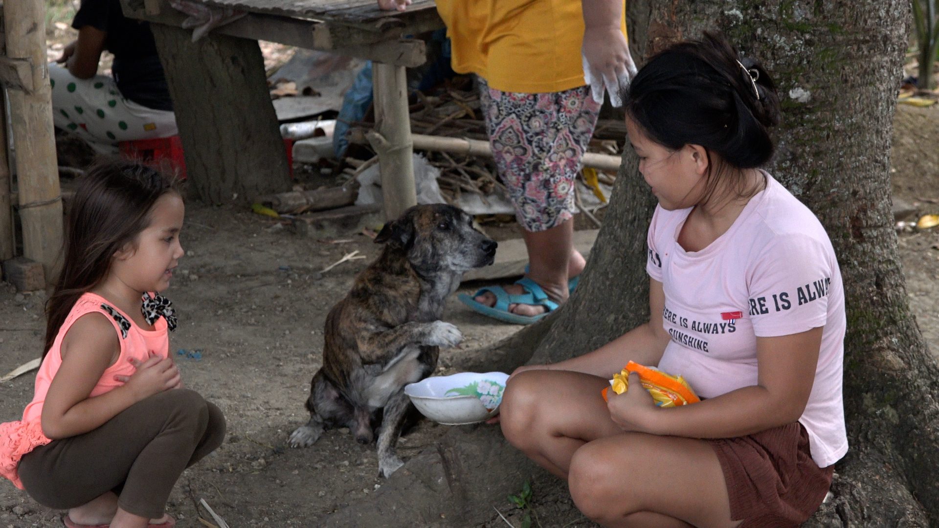 Philippines Lifestyle Village Dogs React to Real Dogfood for the First Time