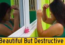 Pink Chickens, More Eggplant, & Filipina Wife Almost Cuts Hole In Husband’s Favorite Coffee Mug! Filipina Wife Almost Puts a Hole In Husband's Favorite Coffee Mug