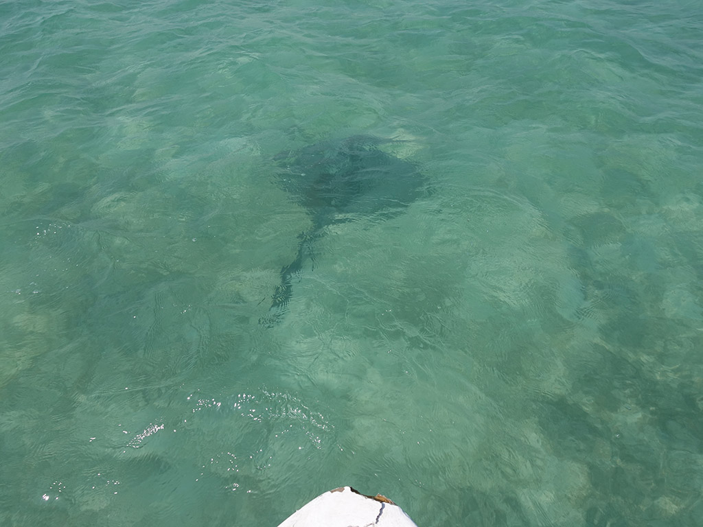 Abu Dhabi - Boating - Stingray