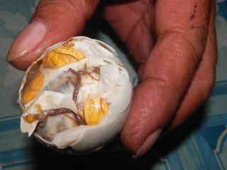 Balut Philippines