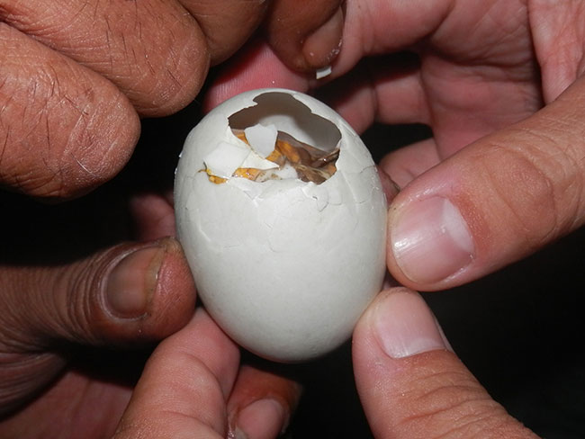 Balut Philippines Crack the Shell