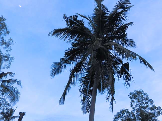 Coconuts Thailand Adventures Palm Tree