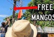 7 FREE Mangos Straight Off the Tree! 7 FREE Mangos Straight Off the Tree!