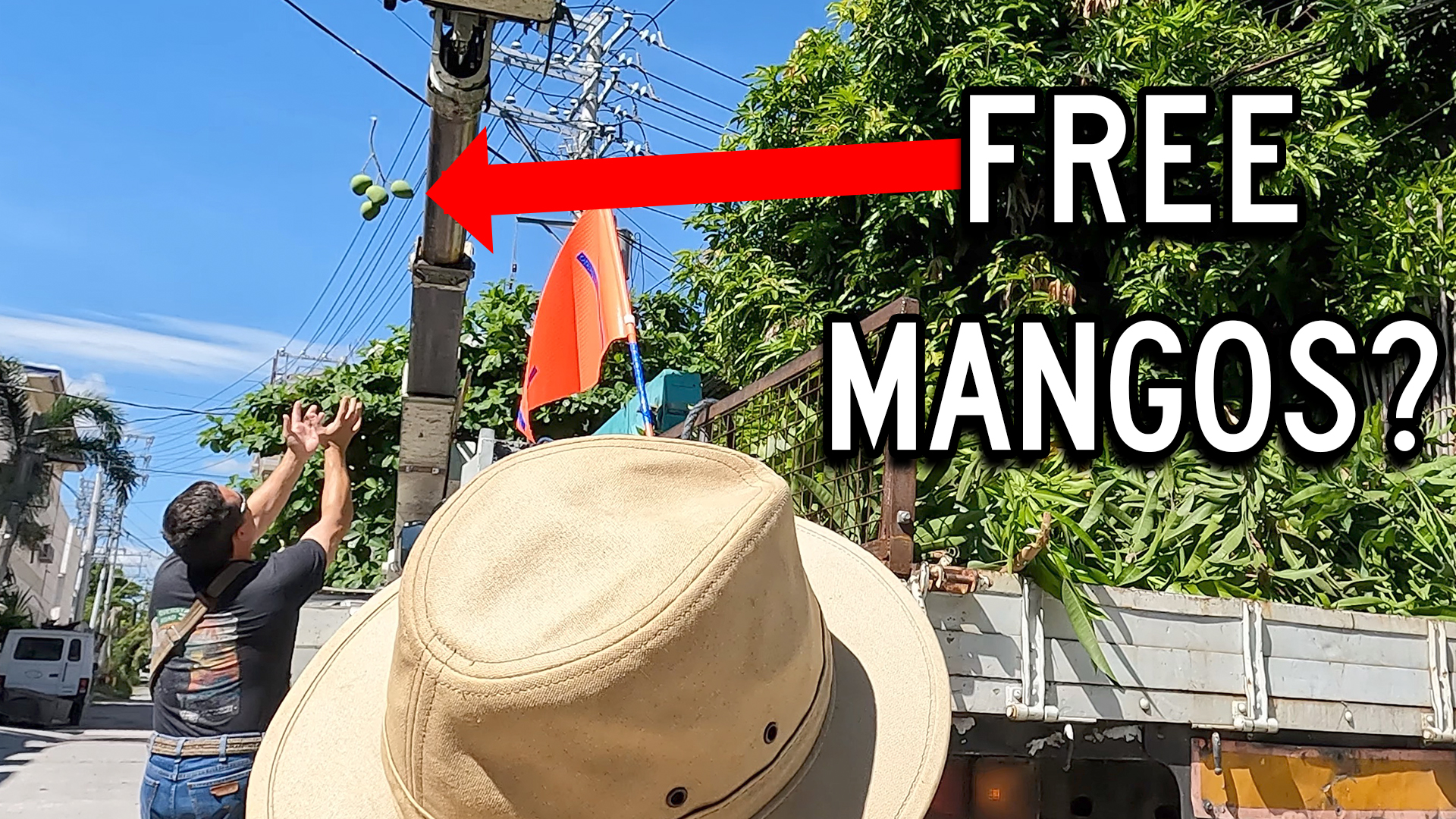 7 FREE Mangos Straight Off the Tree!