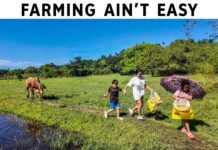 Free Fertilizer in Cow Pasture? Farming Ain't Easy Collecting Cow Poop Fertilizer Organic