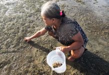 Grandma Hunts for Shells To Cook Grandma Hunts for Shells To Cook