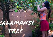 Filipina Wife #2 Picks Fruit Off the Kalamansi Tree (Philippine Limes) Filipina Wife #2 Picks Fruit Off the Kalamansi Tree (Philippine Limes)