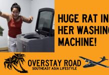 How’s She Gonna Get That Rat Out Of Her Washing Machine? How's She Gonna Get The Rat Out Of Her Washing Machine?