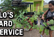 Eggplant Jungle and Yard Cleanup at Green Acres Ranch Eggplant Jungle and Yard Cleanup at Green Acres Ranch