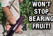 Grandma’s Rice-Sack and Cow-Poop Garden is STILL Producing Eggplant! Grandma's Rice-Sack and Cow-Poop Garden is STILL Producing Eggplant!