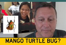 How To Remove a Mango Turtle Bug From Your Ear In The Philippines How To Remove a Mango-Turtle Bug From Your Ear In The Philippines