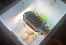 How to Make a Homemade Duck Egg Incubator for $15 USD – Optional Thermostat Accessory Costs EXTRA! How to Make a Homemade Duck Egg Incubator for $15 USD - Optional Thermostat Accessory Costs EXTRA!