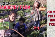 We’re Picking Strawberries at La Trinidad Strawberry Farm Near Baguio La Trinidad Strawberry Farm Baguio Philippines 700 Pesos Group Picking 2023 Prices