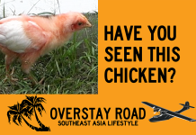 Pet Chicken Missing For 3 Days Found Safe! We’re Going To Surprise Maria. Pet Chicken Missing For 3 Days Found Safe! We're Going To Surprise Maria.