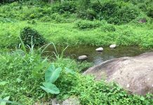 Best Areas in the Philippines to Meet a Nice Filipina for Marriage Philippines Jungle Stream