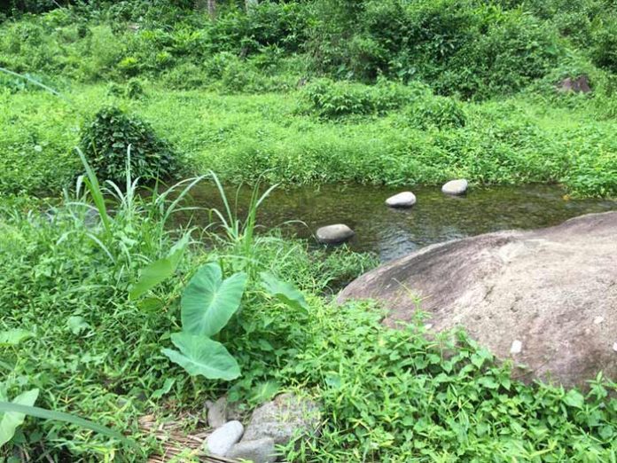 Philippines Jungle Stream