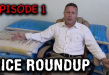 Rice Roundup Episode 1 – Update and Getting Underway! Rice Roundup Episode 1 - Update and Getting Underway!