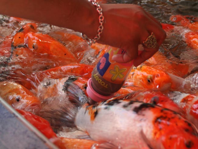 Sriracha Tiger Zoo Thailand Bottle Feed Fish