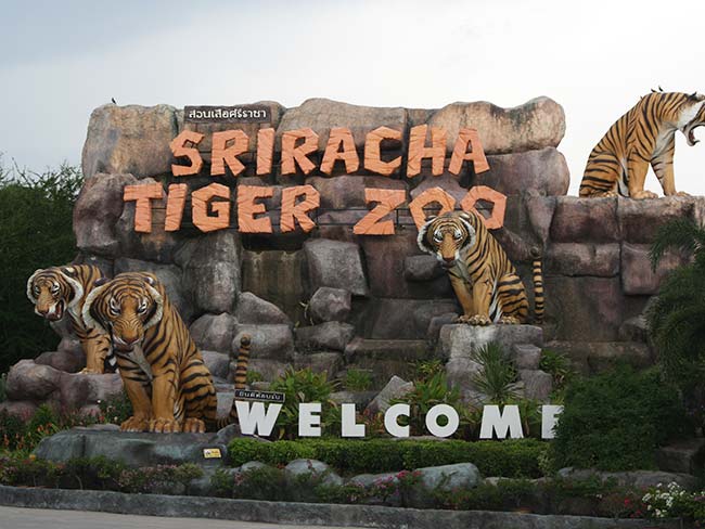 Sriracha Tiger Zoo Thailand