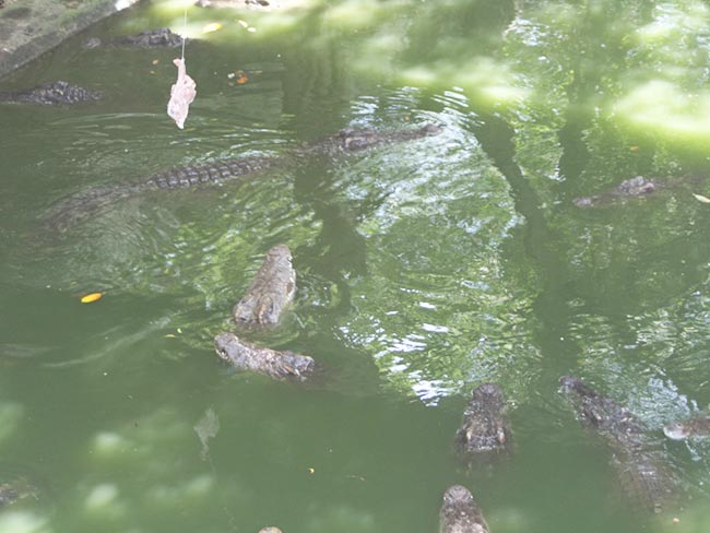 Sriracha Tiger Zoo Thailand Feed Crocodiles