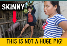 Flo Says John John Bought A HUGE Pig For The Birthday Party Philippines Birthday Celebration Traditions That Ain't No Huge Pig