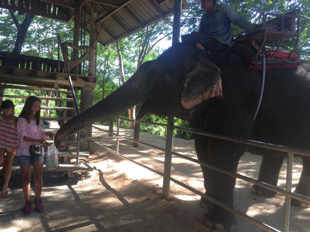Elephant Eating Bananas - Thailand