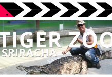 Sriracha Tiger Zoo – Thailand – Feed Baby Tigers & Elephants