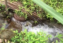 Relaxing Sounds of a Jungle Stream to Help You Fall Asleep