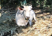 A Forrest in the Village
