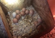 Gathering Farm Fresh Eggs Gathering Farm Fresh Eggs